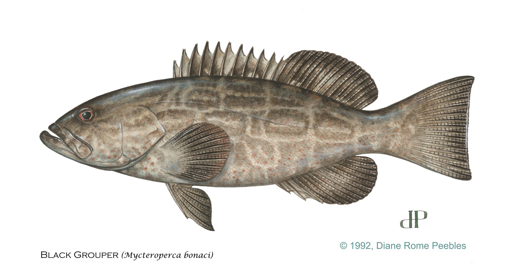 Black Grouper — official FWC field guide illustration