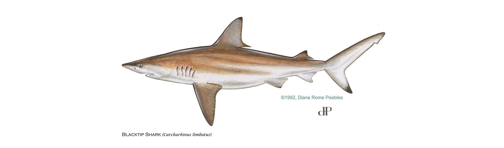 Blacktip Shark — official FWC field guide illustration