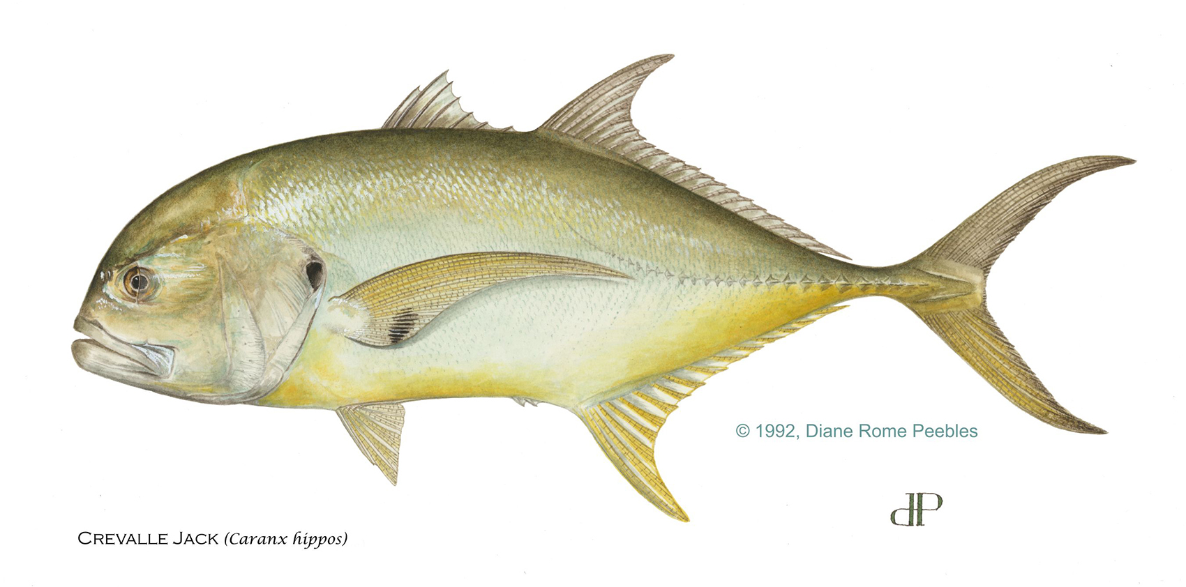 Crevalle Jack — official FWC field guide illustration
