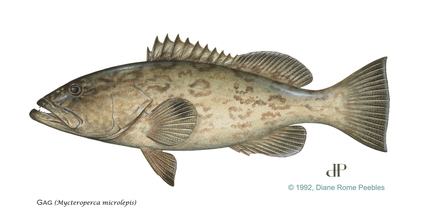 Gag Grouper — official FWC field guide illustration