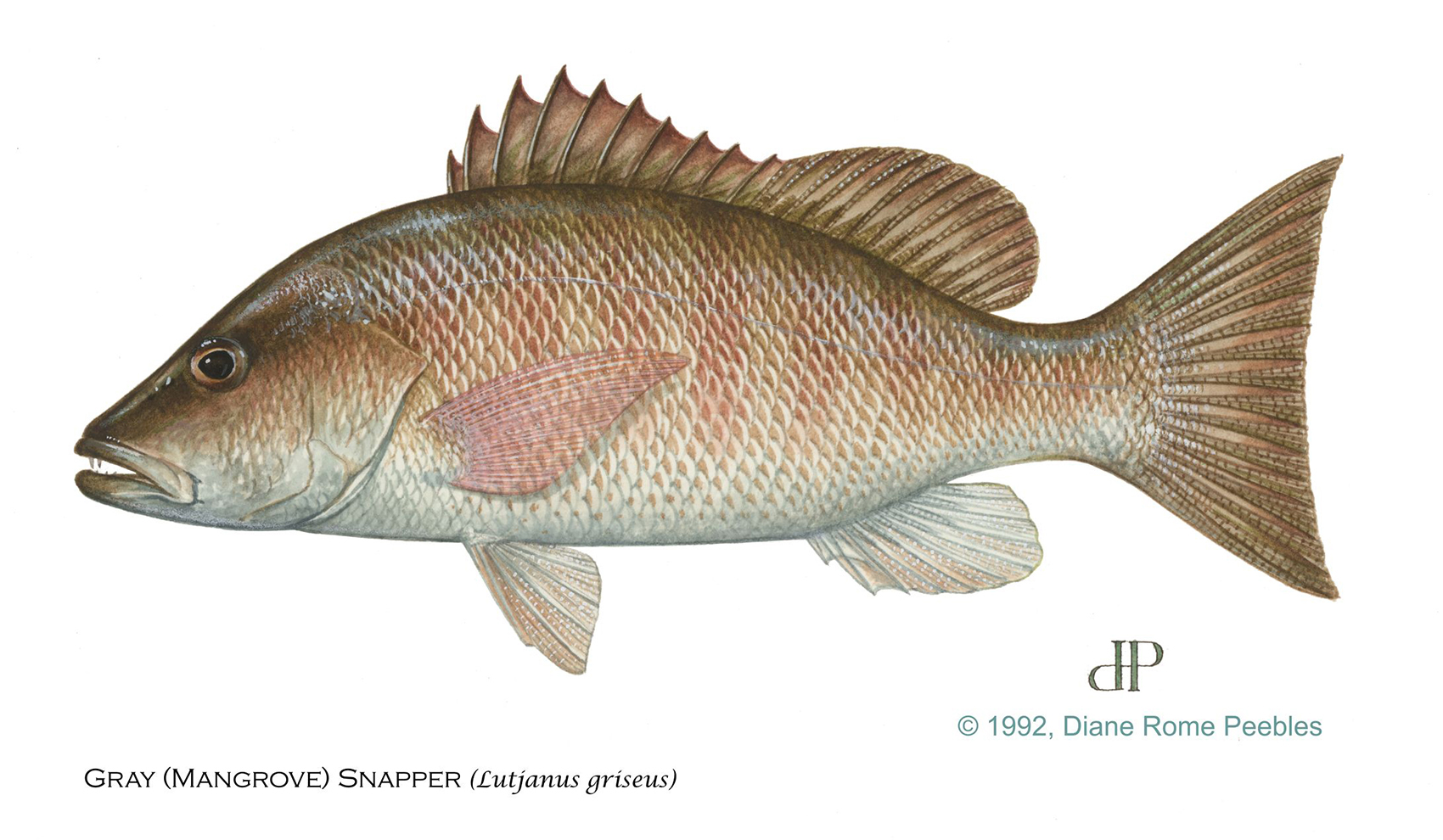 Mangrove Snapper — official FWC field guide illustration