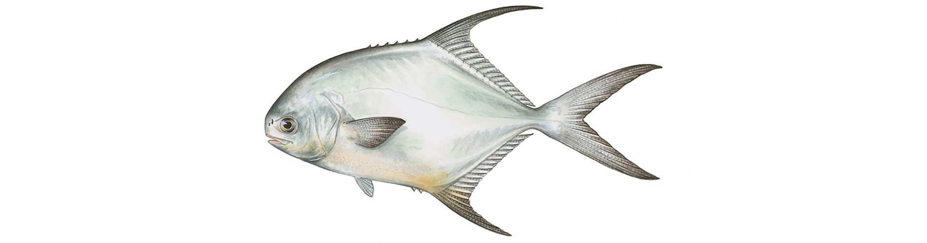 Permit — official FWC field guide illustration
