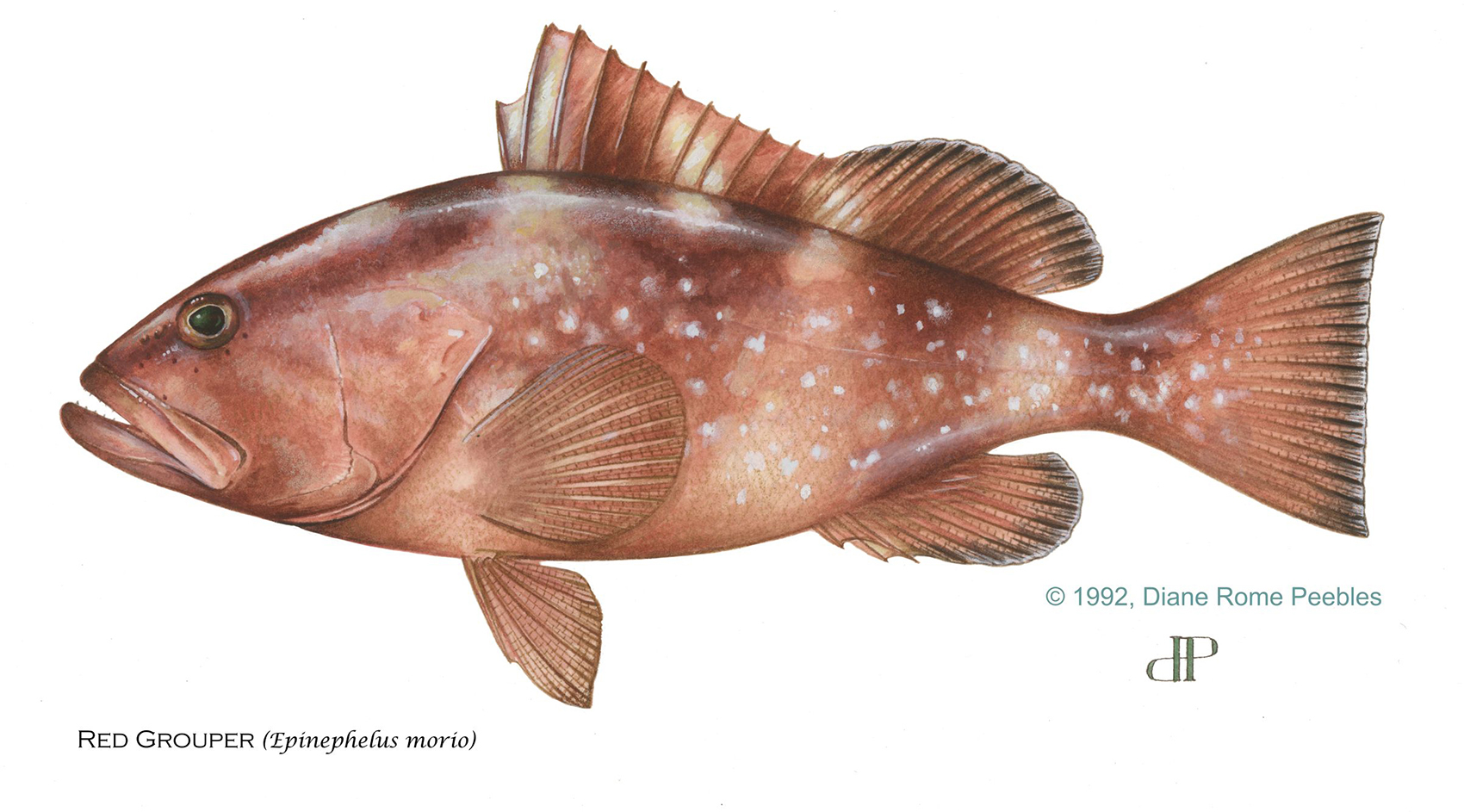 Red Grouper — official FWC field guide illustration