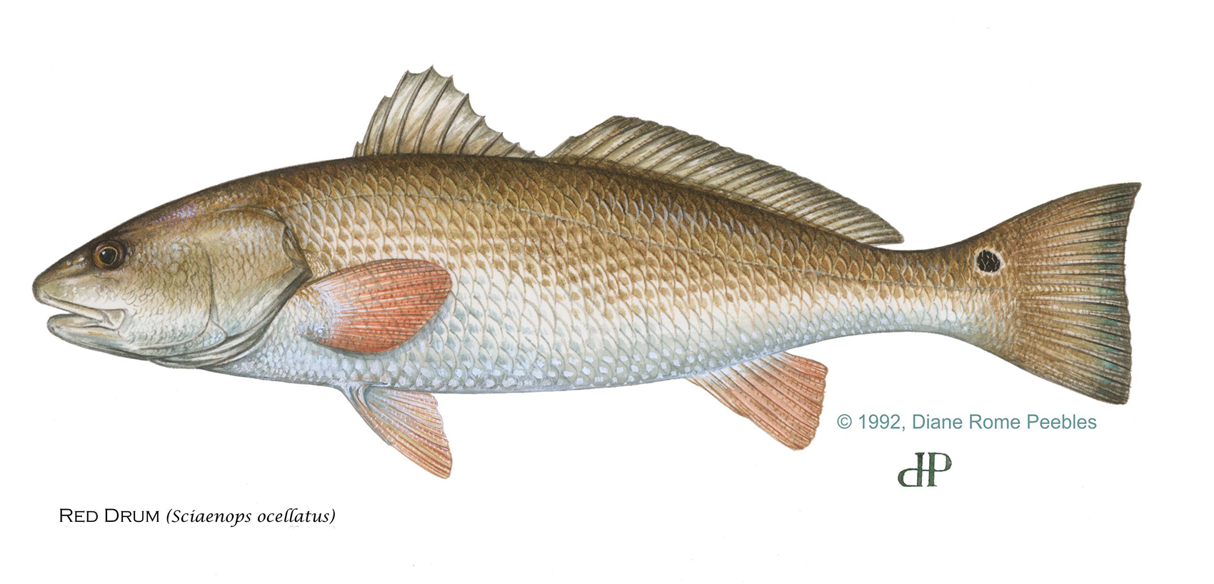 Redfish (Red Drum) — official FWC field guide illustration