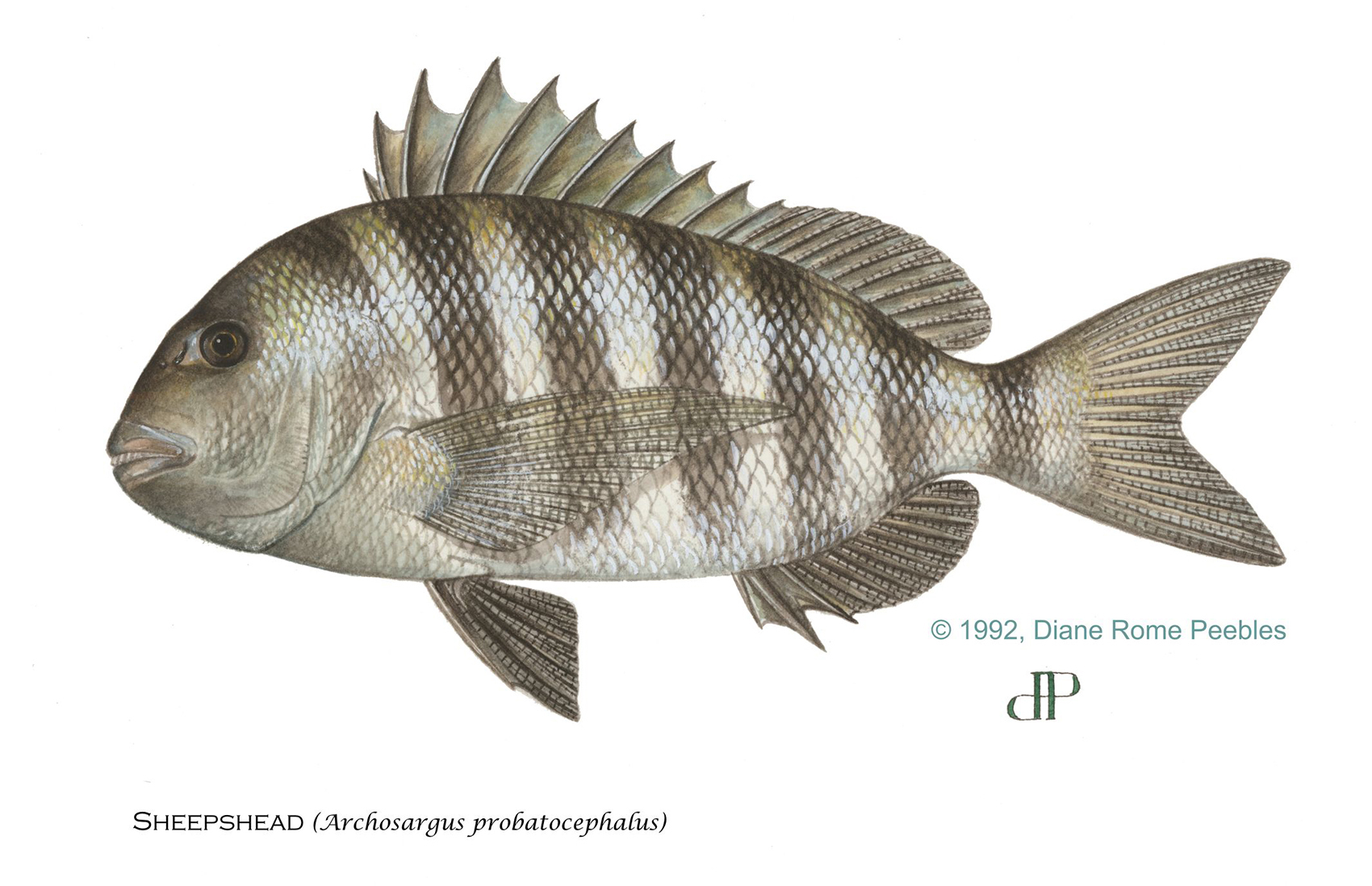 Sheepshead — official FWC field guide illustration