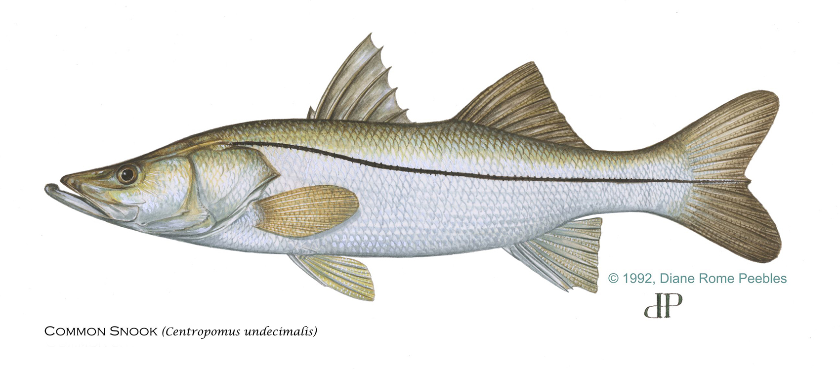 Common Snook — official FWC field guide illustration