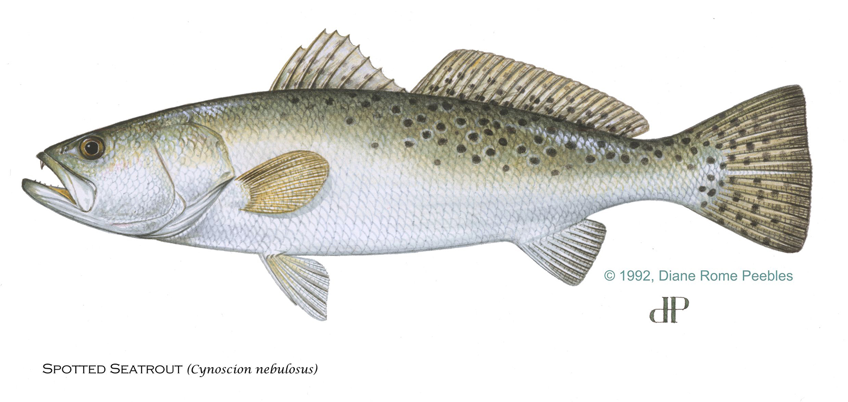 Spotted Seatrout — official FWC field guide illustration