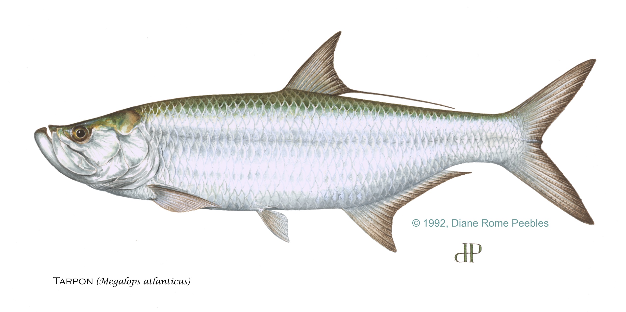 Tarpon — official FWC field guide illustration